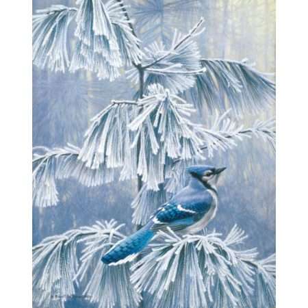 Frosty Morning Bluejay Unframed