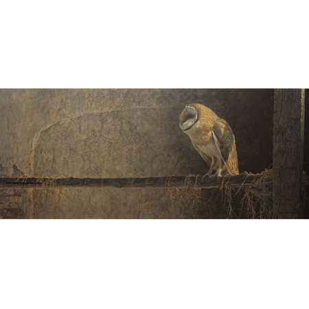 Catching the Light Barn Owl