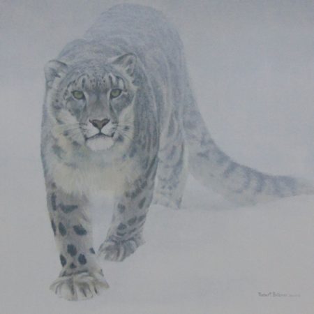 Out of the White - Snow Leopard (Print)
