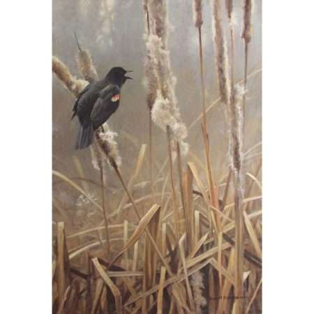 Winter Cattails Red-Winged Blackbird