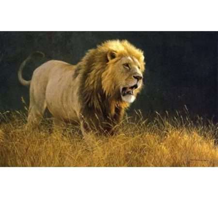 Into The Light Lion Art Print