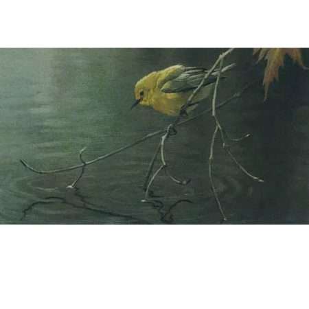 Prothonotary Warbler Litho Print
