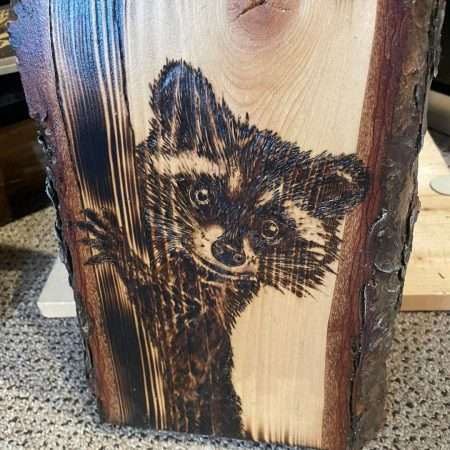 Raccoon