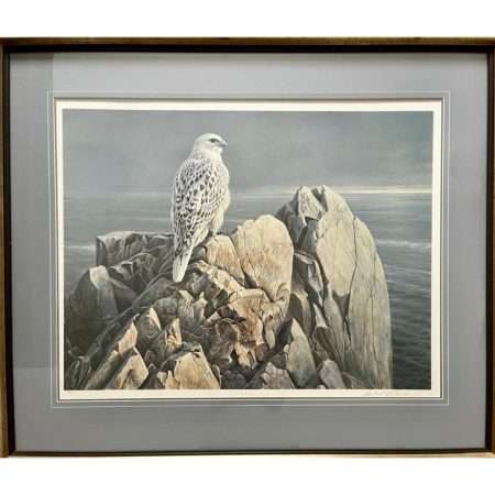 Evening Light - White Gyrfalcon (Framed)