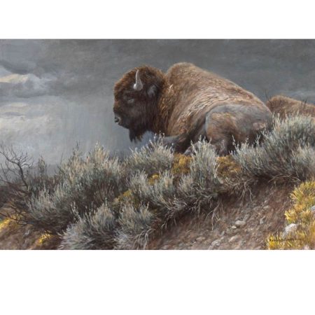 Weather Watch - Bison
