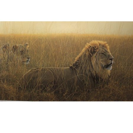 Lions in the Grass (canvas print)