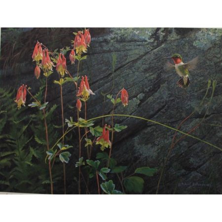 Ruby-Throat & Columbine (unframed)