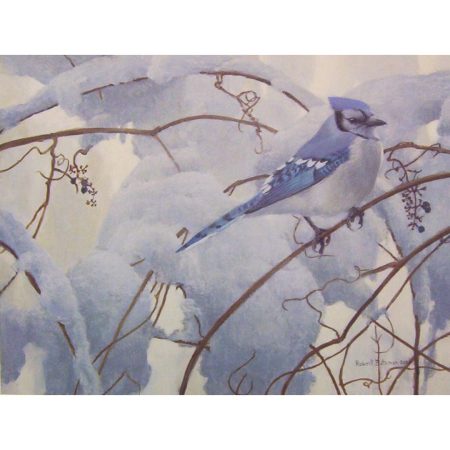 Snowy Morning Blue Jay (litho print)
